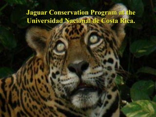 Jaguar ConservationProgram at the Universidad Nacional de Costa Rica. 