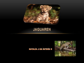 Jaguaren natalía og ástrós
