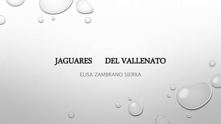 JAGUARES DEL VALLENATO
ELISA ZAMBRANO SIERRA
 