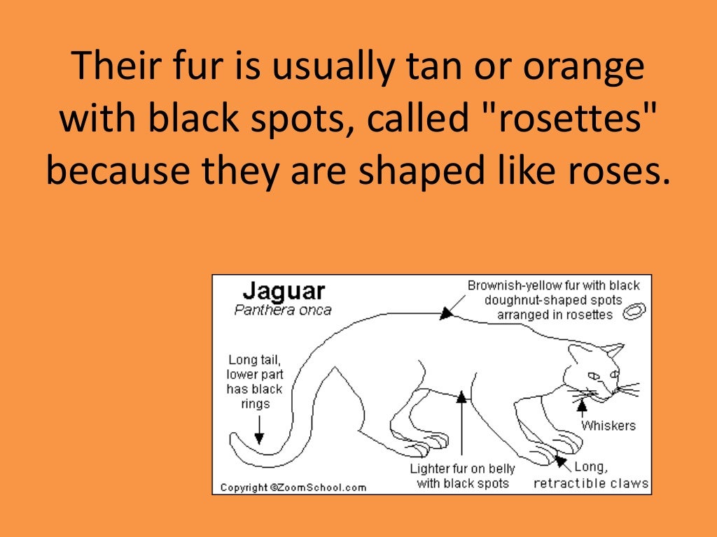 Jaguar facts