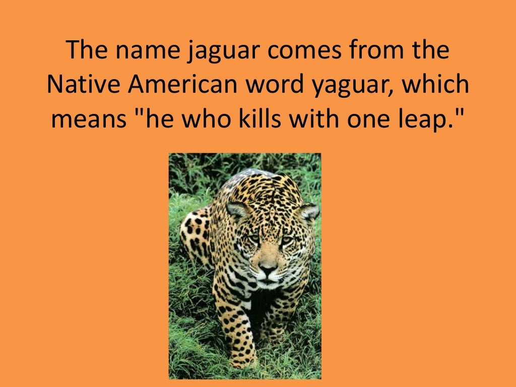 Jaguar facts