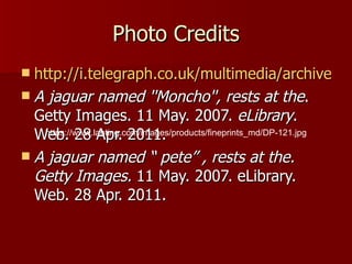 Photo Credits http://i.telegraph.co.uk/multimedia/archive/01525/rupi-eating_1525310i.jpg A jaguar named ''Moncho'', rests at the . Getty Images. 11 May. 2007.  eLibrary . Web. 28 Apr. 2011.  A jaguar named “ pete” , rests at the. Getty Images.  11 May. 2007. eLibrary. Web. 28 Apr. 2011. https://www.lanting.com/images/products/fineprints_md/DP-121.jpg 