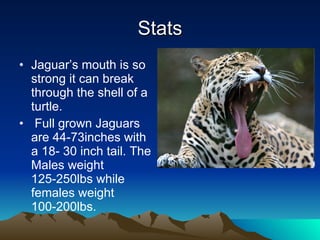 Stats Jaguar’s mouth is so strong it can break through the shell of a turtle. Full grown Jaguars are 44-73inches with a 18- 30 inch tail. The Males weight 125-250lbs while females weight 100-200lbs. 
