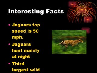 Interesting Facts Jaguars top speed is 50 mph. Jaguars hunt mainly at night Third largest wild cat. 