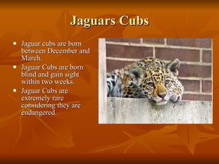 Jaguars Cubs Jaguar cubs are born between December and March. Jaguar Cubs are born blind and gain sight within two weeks. Jaguar Cubs are extremely rare considering they are endangered. 