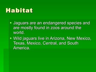 Habitat Jaguars are an endangered species and are mostly found in zoos around the world. Wild jaguars live in Arizona, New Mexico, Texas, Mexico, Central, and South America.  