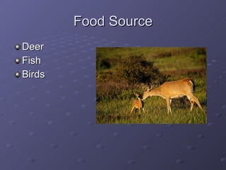 Food Source Deer Fish  Birds 