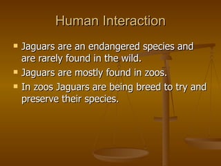 Human Interaction Jaguars are an endangered species and are rarely found in the wild.  Jaguars are mostly found in zoos. In zoos Jaguars are being breed to try and preserve their species. 