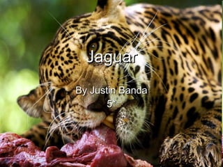 Jaguar By Justin Banda 5* 