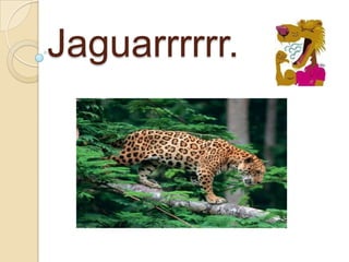 Jaguarrrrrr.
 