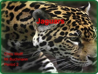 Jaguars  Chris Wolff Mr.Buchmann  Period 2 