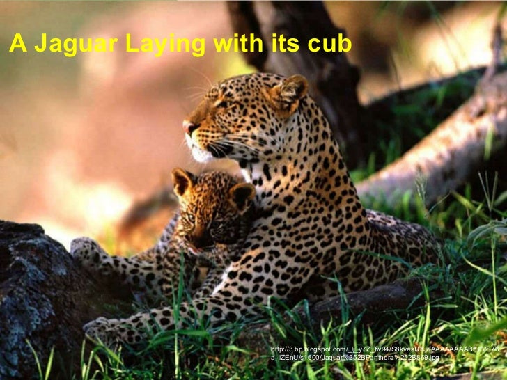 A loving jaguar