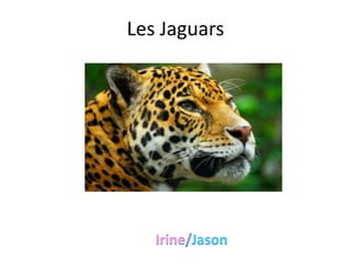 Les Jaguars
 