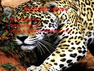 Scientific outlook Order: Carnivore Family: Fedidae Genus & Species: Panthera onca