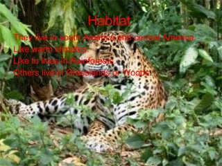 Habitat They live in south America and central America. Like warm climates. Like to lives in Rainforests. Others live in Grasslands or Woods .