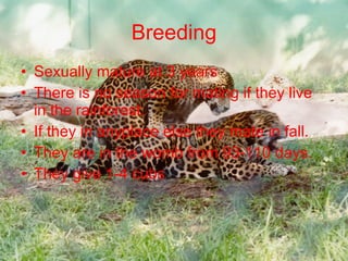 Breeding Sexually mature at 3 years There is no season for mating if they live in the rainforest. If they in anyplace else they mate in fall. They are in the womb from 93-110 days. They give 1-4 cubs .