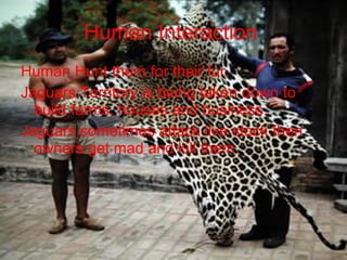 Human Interaction Human Hunt them for their fur. Jaguars Territory is being taken down to build farms, houses and business. Jaguars sometimes attack live stock then owners get mad and kill them .
