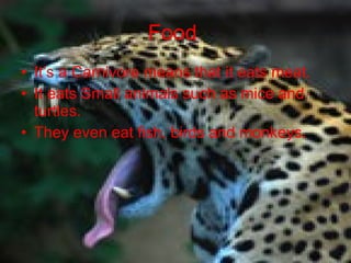 Food It’s a Carnivore means that it eats meat. It eats Small animals such as mice and turtles. They even eat fish, birds and monkeys.