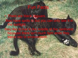 Fun Facts There are black Jaguars. they have spots to but you can only see it in the sunlight. they like to live in the middle of the rainforest because there isn't much light ands they blend into to environment.