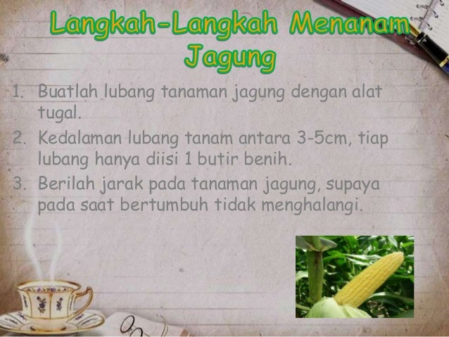  PPT power point tentang jagung  Lengkap 