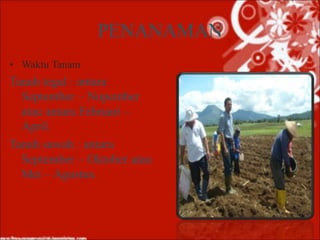PENANAMAN
• Waktu Tanam
Tanah tegal : antara
September – Nopember
atau antara Februari –
April.
Tanah sawah : antara
September – Oktober atau
Mei – Agustus.
 