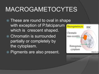 Maxcyte Cell Insect Malarial parasite: morphology and lifecycle -mosquito phase | PPTX