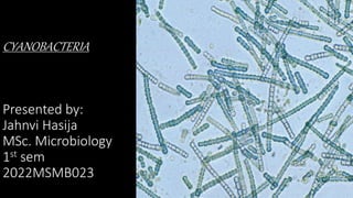 CYANOBACTERIA
Presented by:
Jahnvi Hasija
MSc. Microbiology
1st sem
2022MSMB023
 