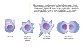 Cytoskeleton: Structure and Functions By Jahnvi Singh | PPTX