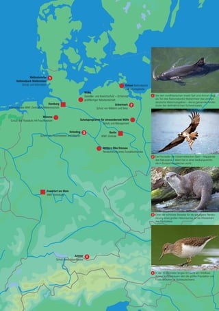 Weltnaturerbe
      Nationalpark Wattenmeer
           Schutz und Information                                                                          Ostsee Nationalparks
                                                                                                           und Schutzgebiete
                                                                       Mölln
                                                                       Seeadler- und Kranichschutz – Sicherung                    Vor den nordfriesischen Inseln Sylt und Amrum liegt
                                                                       großflächiger Naturlandschaft                              als Teil des Nationalparks Wattenmeer das einzige
                                                                                                                                  deutsche Walschutzgebiet – die so genannte Kinder-
                                  Hamburg                                                        Uckermark                        stube der delfinähnlichen Schweinswale.
Internationales WWF-Zentrum für Meeresschutz                                     Schutz von Wäldern und Seen

                               Wümme
 Schutz des Flusslaufs mit Feuchtwiesen                          Schutzprogramm für einwandernde Wölfe
                                                                                  Schutz und Management

                                                     Drömling                              Berlin
                            Schutz von Feuchtwiesen und Mooren                        WWF-Zentrale



                                                                                       Mittlere Elbe/Dessau
                                                                                       Renaturierung eines Auwaldverbundes
                                                                                                                                  Die Fischadler der Uckermärkischen Seen – Wappentier
                                                                                                                                  des Naturparks – leben hier in einer Siedlungsdichte,
                                                                                                                                  die in Europa ihresgleichen sucht.




                                    Frankfurt am Main
                                    WWF-Vertretung




                                                                                                                                  Einer der schönste Beweise für die gelungene Renatu-
                                                                                                                                  rierung eines großen Naturraumes ist die Wiederkehr
                                                                                                                                  des Fischotters.




                                                            Ammer
                                           Schutz eines Alpenflusses



                                                                                                                                  In der 30 Kilometer langen Schlucht am Wildfluss
                                                                                                                                  Ammer in Oberbayern lebt die größte Population von
                                                                                                                                  Flussuferläufern in Süddeutschland.




                                                                                                                                             Jahresbericht 2009     13
 
