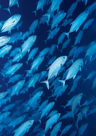 22   WWF Deutschland
 