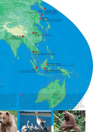 Sachalin      Kamtschatka /Beringsee
                                                    Schutz des Westpazifischen Grauwals     Weltnaturerbe-Schutzgebiete,
                                                                                            Braunbär- und Wildlachsschutz


                                                                                      Amur-Region
                                                                                      Schutz der temperierten und borealen Wälder,
                                                                                      des Amur-Tigers und des Amur-Leoparden




                                                                        China
                                                                        Schutz des Großen Pandas und
                         Östlicher Himalaja                             nachhaltige Nutzung von Heilpflanzen
                    Schutz des Roten Pandas,
               Wasser-Ressourcenmanagement




                                                                        Mekong
                                                                        Nachhaltige Nutzung natürlicher Ressourcen,
                                                                        Flussdelfin-Schutz, Schutz tropischer Wälder




                                                                                                     Borneo/Heart of Borneo
                                                                                                     Aufbau eines Schutzgebietsnetzes, Schutz der Orang-Utans
er-
                                                                    Sumatra
                                        Schutz der Regenwälder, des Sumatra-                 Borneo/Sebangau-Nationalpark
                                         Tigers und der Asiatischen Elefanten                Wiederaufbau von Torfsumpfwäldern, CO2-Bindung




r Wälder




zusammen mit lokalen Partnern ein        4 Das Amur/Bikin­Projekt des WWF dient dem Tigerschutz und              5 Wälderschutz ist Klimaschutz. Vor diesem Hintergrund hat
 rojekt im Südkaukasus begonnen.        verhilft der indigenen Bevölkerung zu alternativem Einkommen.           der WWF zwischen den Nationalparks Betung Kerihun und
und Georgien werden insgesamt           Grundlage dafür ist die Pacht eines Waldgebiets von 500.000             Danau Sentarum auf Borneo/Indonesien bereits getrennte und
oder stark geschädigter Auen­ und       Hektar ausschließlich für die Nicht­Holz­Nutzung des Volks der          degradierte Waldflächen aufgeforstet und wieder miteinander
  tellt. Die Wiederaufforstung bindet   Udege. Das Sammeln von Nüssen der Korea­Kiefer dient ihnen              verbunden. Neue Gebietsaufteilungen sowie die Initiierung
n der Biomasse des Waldes und           dort als Einkommensquelle, so dass die Kiefer nicht wie bisher          von land­ und forstwirtschaftlichen Projekten für die lokale
 zum Teil endemischen Tier­ und         der Abholzung zum Opfer fällt. Von den Nüssen ernähren sich             Bevölkerung sollen zudem helfen, Brandrodungen zu mini­
 ichen Lebensraum zurückgeben.          überdies Wildschweine und Rehe, die wiederum Beutetiere des             mieren. Das WWF­Engagement im „Heart of Borneo“ beweist,
nnte Lebensräume werden durch           Amur­Tigers sind. Das Projektgebiet ist eines der letzten Refugien      dass lokale Entwicklung, nachhaltige Forstwirtschaft, Erhalt der
  ander verbunden.                      für gerade noch 10 Prozent der sibirischen Tigerpopulation.             Biodiversität und Klimaschutz zusammen gehören.
 