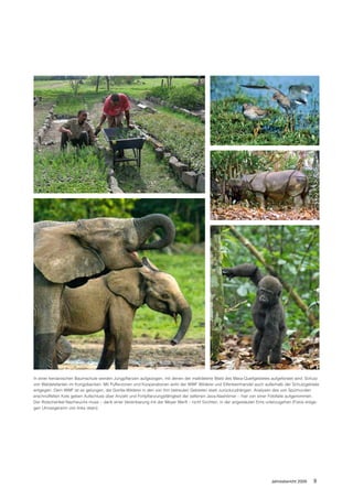 In einer kenianischen Baumschule werden Jungpflanzen aufgezogen, mit denen der malträtierte Wald des Mara-Quellgebietes aufgeforstet wird. Schutz
von Waldelefanten im Kongobecken: Mit Pufferzonen und Kooperationen wirkt der WWF Wilderei und Elfenbeinhandel auch außerhalb der Schutzgebiete
entgegen. Dem WWF ist es gelungen, die Gorilla-Wilderei in den von ihm betreuten Gebieten stark zurückzudrängen. Analysen des von Spürhunden
erschnüffelten Kots geben Aufschluss über Anzahl und Fortpflanzungsfähigkeit der seltenen Java-Nashörner – hier von einer Fotofalle aufgenommen.
Der Rotschenkel-Nachwuchs muss – dank einer Vereinbarung mit der Meyer Werft – nicht fürchten, in der angestauten Ems unterzugehen (Fotos entge-
gen Uhrzeigersinn von links oben).




                                                                                                                        Jahresbericht 2009    9
 