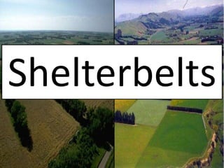 Shelterbelts
 
