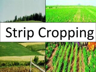 Strip Cropping
 