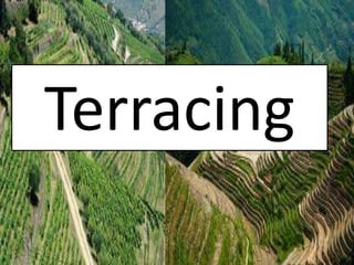 Terracing
 