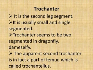 Trochanter
 It is the second leg segment.
It is usually small and single
segmented.
Trochanter seems to be two
segmented in dragonfly,
dameselfy.
 The apparent second trochanter
is in fact a part of femur, which is
called trochantellus.
 