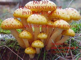 PAT 101
FUNDAMENTALS OF
PATHOLOGY(2+1)
ASEXUAL FRUITING BODIES OF FUNGAI
Submitted by.,
JAYASANKAR.P
(2015037019)
 
