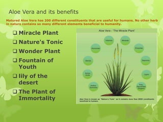 Aloe Vera and its benefits
Matured Aloe Vera has 200 different constituents that are useful for humans. No other herb
in n...