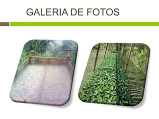 GALERIA DE FOTOS
 