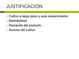 JUSTIFICACIÓN
   Cultivo a largo plazo y auto sostenimiento.
   Rentabilidad.
   Demanda del producto.
   Asocios del cultivo
 