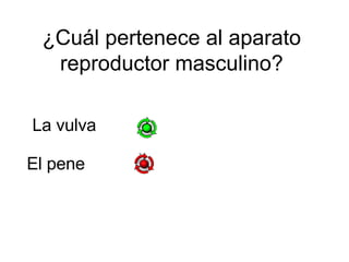 ¿Cuál pertenece al aparato reproductor masculino? vulv El pene La vulva 