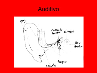 Auditivo 