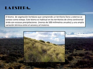 LA ESTEPA.
El bioma de vegetación herbácea que comprende un territorio llano y extenso se
conoce como estepa. Este bioma es habitual en los territorios de clima continental
árido con escasas precipitaciones (menos de 500 milímetros anuales) y una amplia
variación térmica entre el verano y el invierno.

 