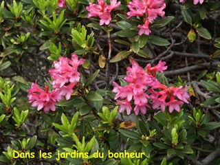 Dans les jardins du bonheur
 