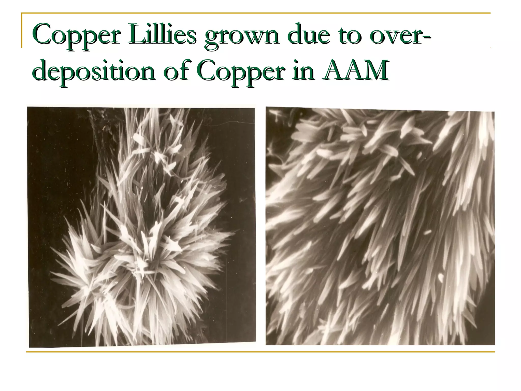 CCooppppeerr LLiilllliieess ggrroowwnn dduuee ttoo oovveerr-- 
ddeeppoossiittiioonn ooff CCooppppeerr iinn AAAAMM 
 