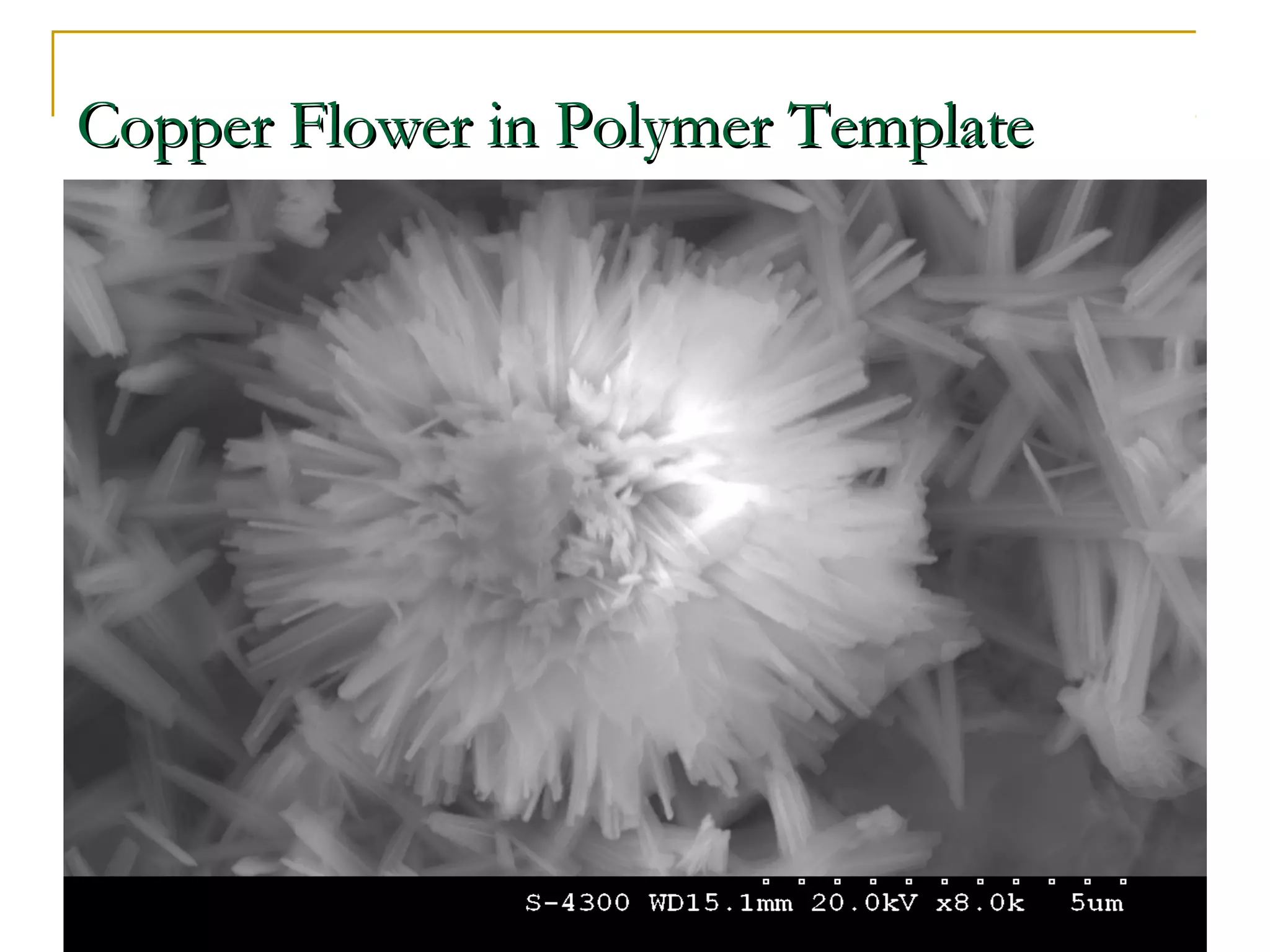 CCooppppeerr FFlloowweerr iinn PPoollyymmeerr TTeemmppllaattee 
 