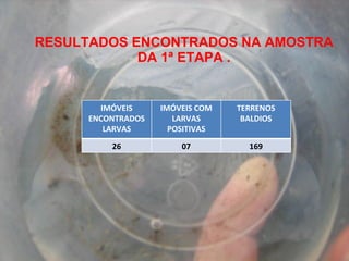 RESULTADOS ENCONTRADOS NA AMOSTRA DA 1ª ETAPA . IMÓVEIS ENCONTRADOS LARVAS IMÓVEIS COM LARVAS POSITIVAS TERRENOS BALDIOS 26 07 169 