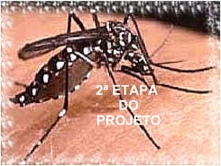 2ª ETAPA  DO PROJETO 