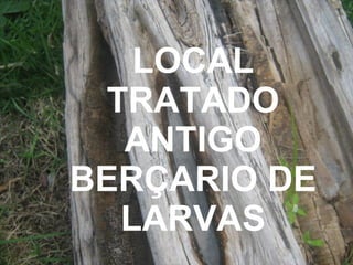 LOCAL TRATADO ANTIGO BERÇARIO DE LARVAS 