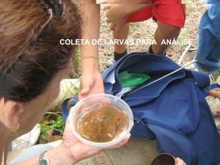 COLETA DE LARVAS PARA  ANÁLISE 
